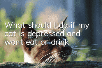 What should I do if my cat is depressed and won’t eat or drink?