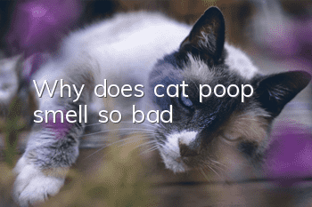 Why does cat poop smell so bad?