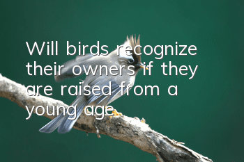 Will birds recognize their owners if they are raised from a young age?