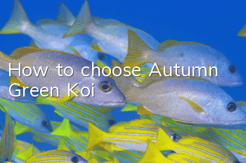 How to choose Autumn Green Koi?