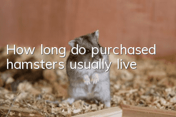 How long do purchased hamsters usually live?