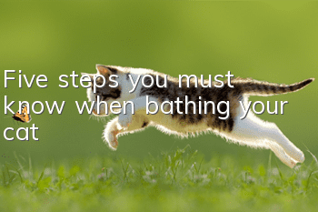 Five steps you must know when bathing your cat