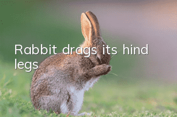 Rabbit drags its hind legs