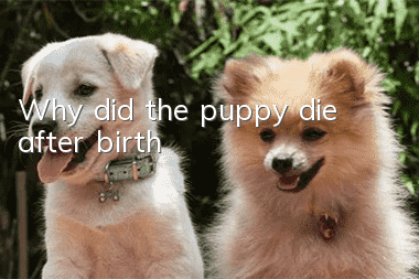 Why did the puppy die after birth?