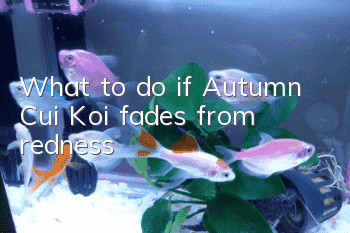 What to do if Autumn Cui Koi fades from redness