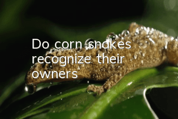 Do corn snakes recognize their owners?