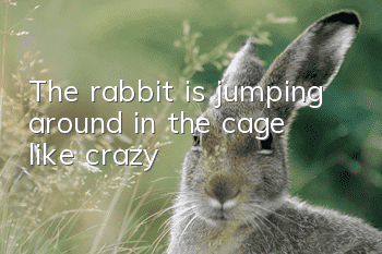 The rabbit is jumping around in the cage like crazy