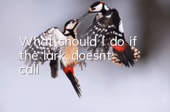 What should I do if the lark doesn't call?