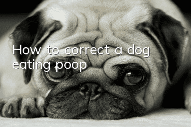 How to correct a dog eating poop