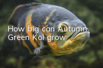 How big can Autumn Green Koi grow?