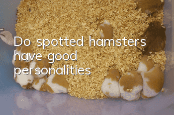 Do spotted hamsters have good personalities?