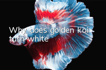 Why does golden koi turn white?