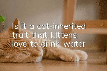 Is it a cat-inherited trait that kittens love to drink water?