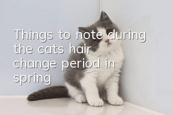 Things to note during the cat’s hair change period in spring