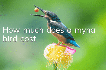 How much does a myna bird cost?