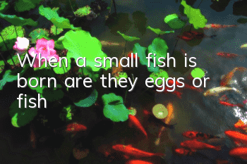 When a small fish is born, are they eggs or fish?