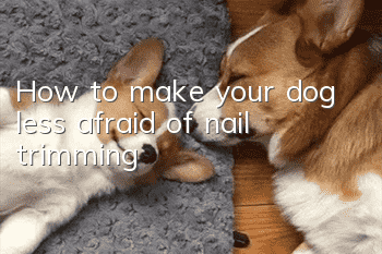 How to make your dog less afraid of nail trimming