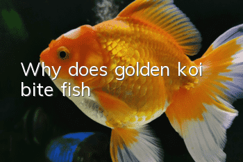 Why does golden koi bite fish?