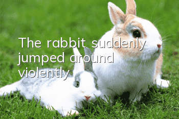 The rabbit suddenly jumped around violently