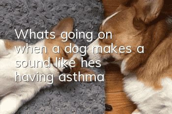 What's going on when a dog makes a sound like he's having asthma?