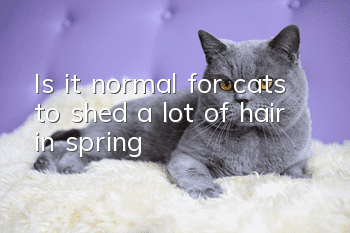 Is it normal for cats to shed a lot of hair in spring?