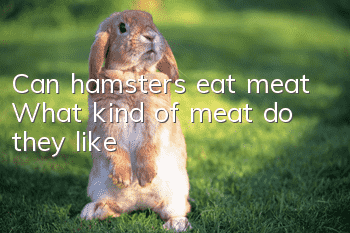 Can hamsters eat meat? What kind of meat do they like?