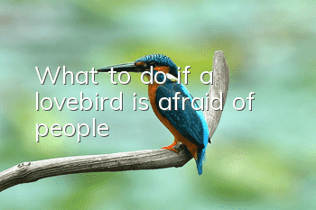 What to do if a lovebird is afraid of people