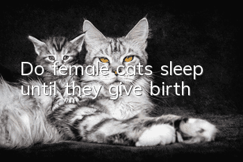 Do female cats sleep until they give birth?