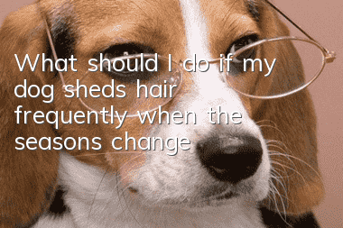 What should I do if my dog ​​sheds hair frequently when the seasons change?