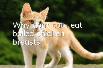 Why don’t cats eat boiled chicken breasts?