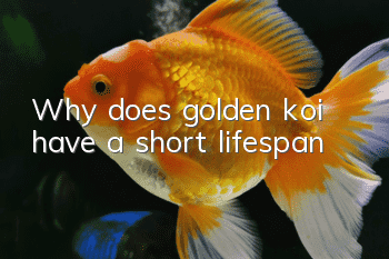 Why does golden koi have a short lifespan?