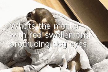 What’s the matter with red, swollen and protruding dog eyes?