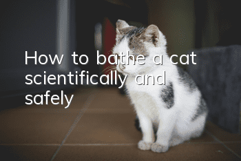 How to bathe a cat scientifically and safely