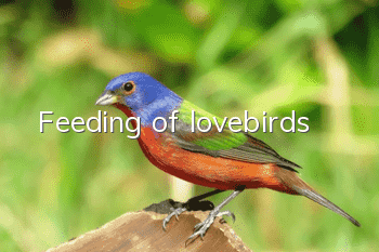 Feeding of lovebirds