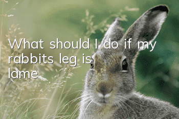 What should I do if my rabbit’s leg is lame?