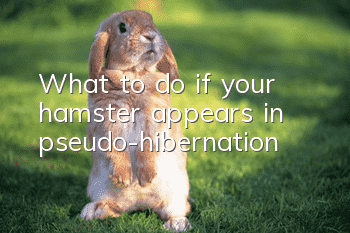 What to do if your hamster appears in pseudo-hibernation