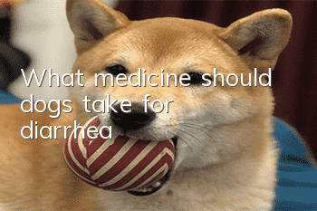 What medicine should dogs take for diarrhea?