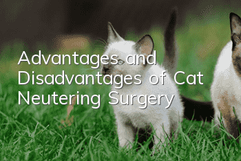 Advantages and Disadvantages of Cat Neutering Surgery