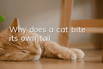 Why does a cat bite its own tail?