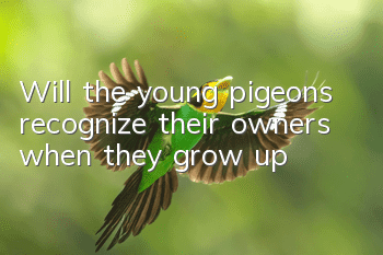 Will the young pigeons recognize their owners when they grow up?