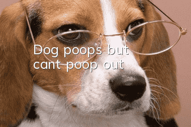 Dog poops but can't poop out