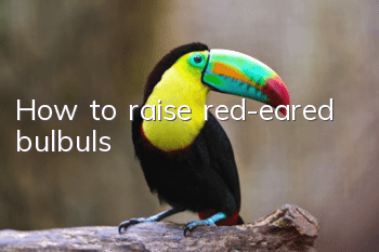 How to raise red-eared bulbuls