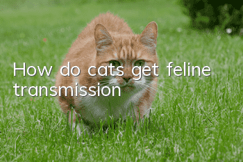 How do cats get feline transmission?