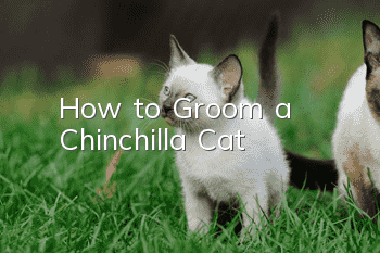 How to Groom a Chinchilla Cat