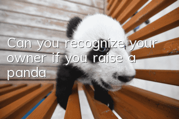 Can you recognize your owner if you raise a panda?