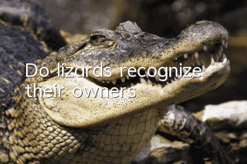 Do lizards recognize their owners?