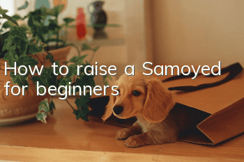 How to raise a Samoyed for beginners