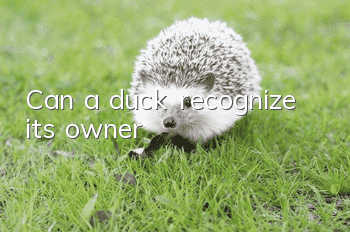 Can a duck recognize its owner?