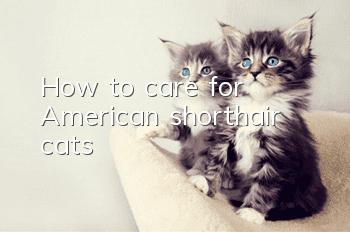 How to care for American shorthair cats