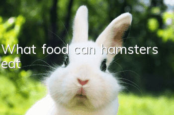 What food can hamsters eat?